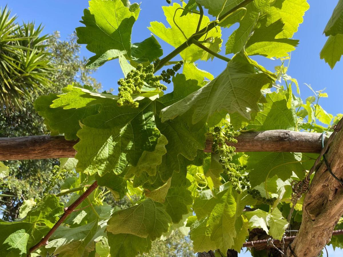 Finca Can Toni Den Real San José 外观 照片